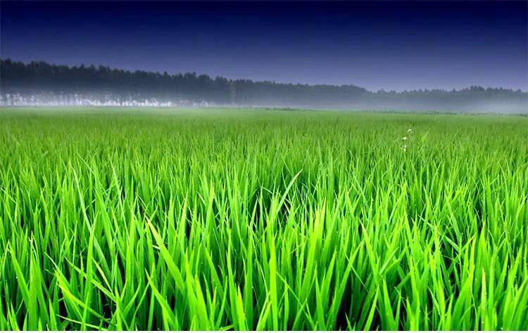 水稻肥过量补救方法,水稻施肥过量有药物解救