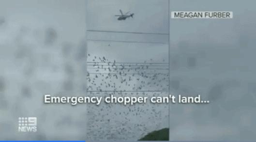 2020养鱼风水,青龙位养鱼风水