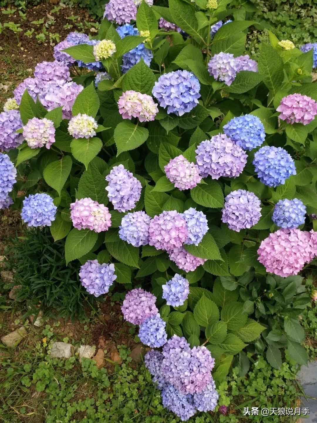 圆滚滚的绣球，瀑布般的花墙，这届花友也太会种花了吧