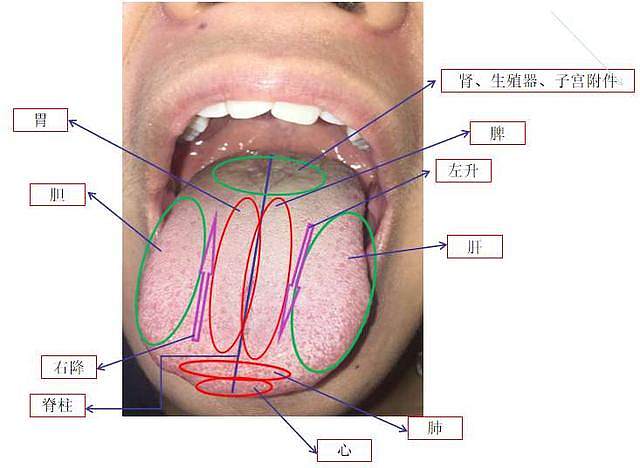 中医经典舌诊和中医全息舌诊区别,中医诊脉很神秘专家教你自诊