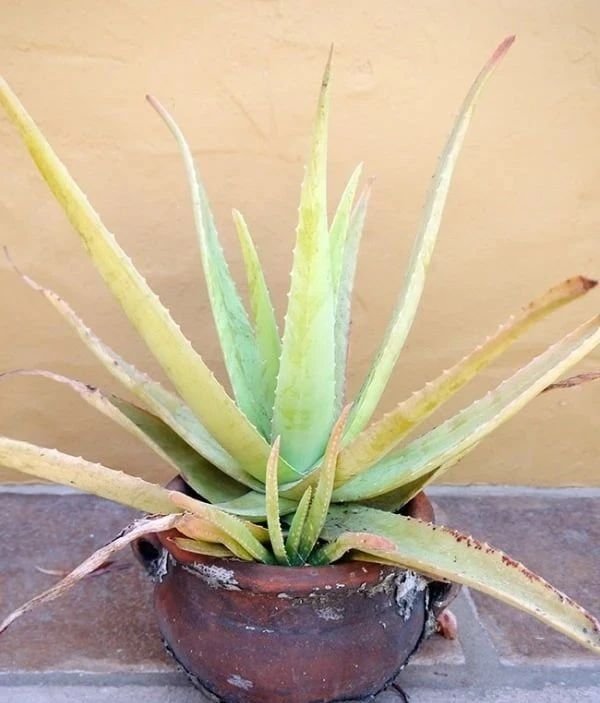 芦荟根部变红死了是怎么回事,芦荟叶子变红变软下垂是为什么
