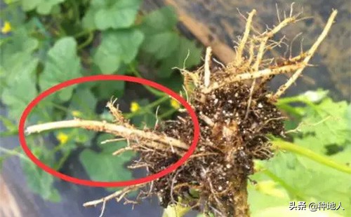 根结线虫的危害症状,大棚根结线虫最佳处理方法