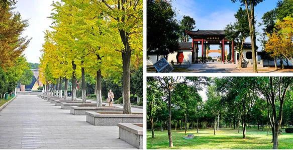 江西铜鼓康养胜地,江西红豆杉景区