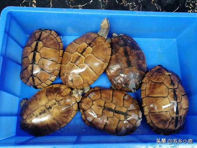 金钱龟现在市场行情,石金钱龟未来行情