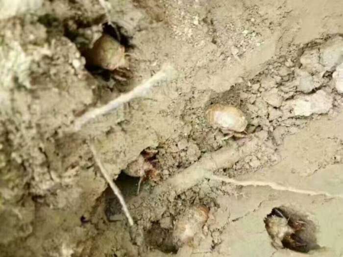 芜湖一男子鱼没钓到，却逮了一盆金蝉，网友：这玩意，吃不起