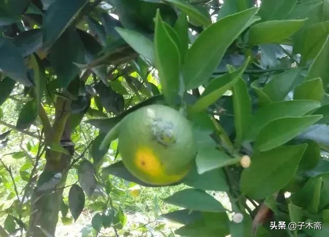 幼果期虫害,防止果树生虫子小妙招