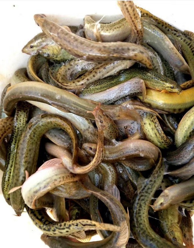 农业养殖致富项目泥鳅,水产养殖泥鳅能赚大钱