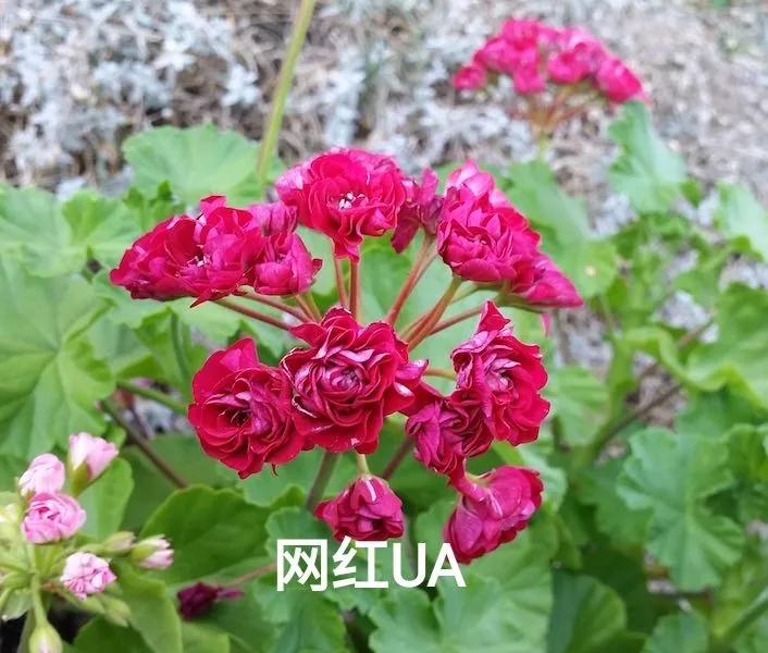 阳台天竺葵容易爆花品种,天竺葵最能开花的品种