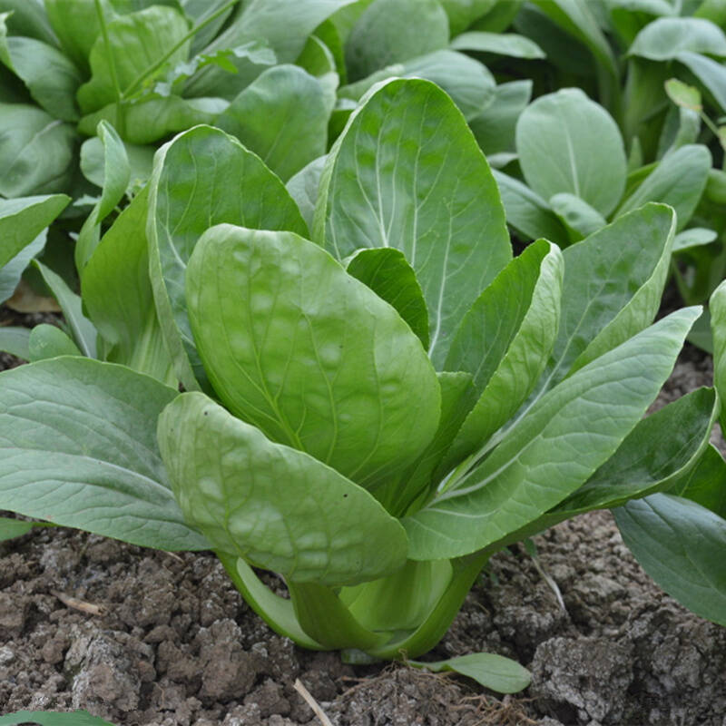 多效唑的使用方法及注意事项,多效唑每年能使用吗