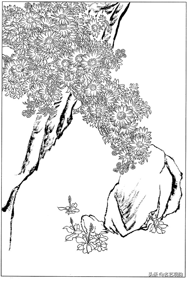 工笔画白描花卉图片大全,工笔画线描花卉菊花