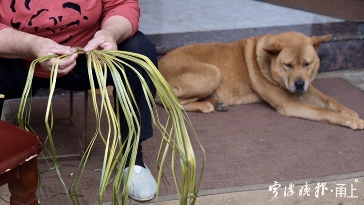 大蒲扇老式芭蕉扇手工扇子,手编老式扇子蒲扇