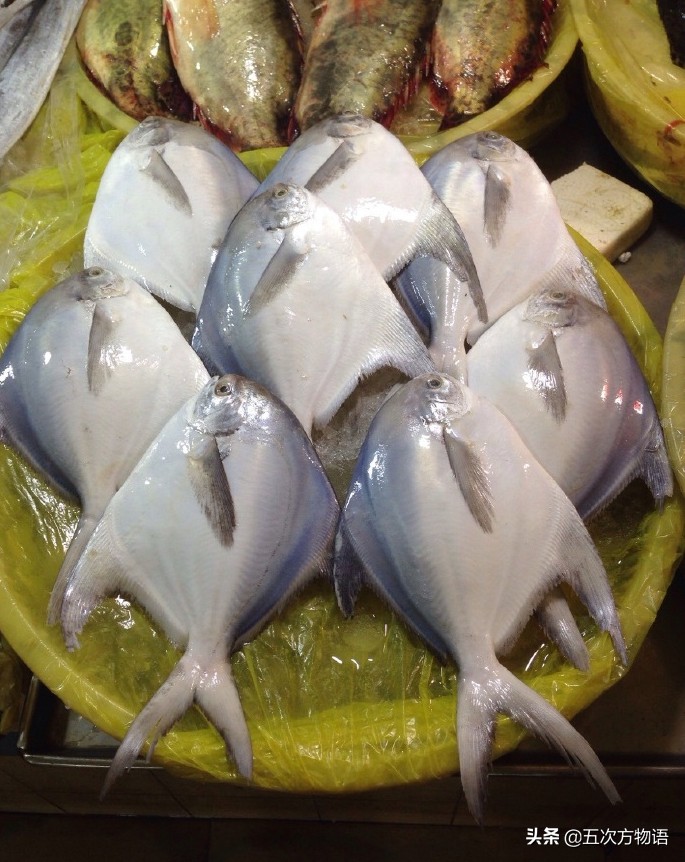 青岛深海白鲳鱼,青岛新鲜鲳鱼