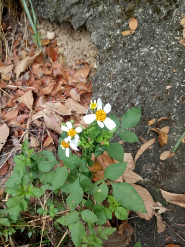 智者乐山仁者爱水如诗,智者乐山仁者爱水视频