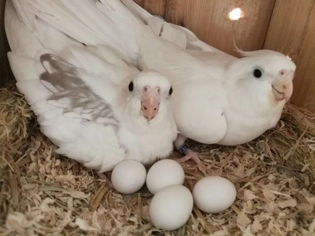 精品玄凤鹦鹉和普通玄凤鹦鹉区别,玄凤鹦鹉常见10个品种图鉴