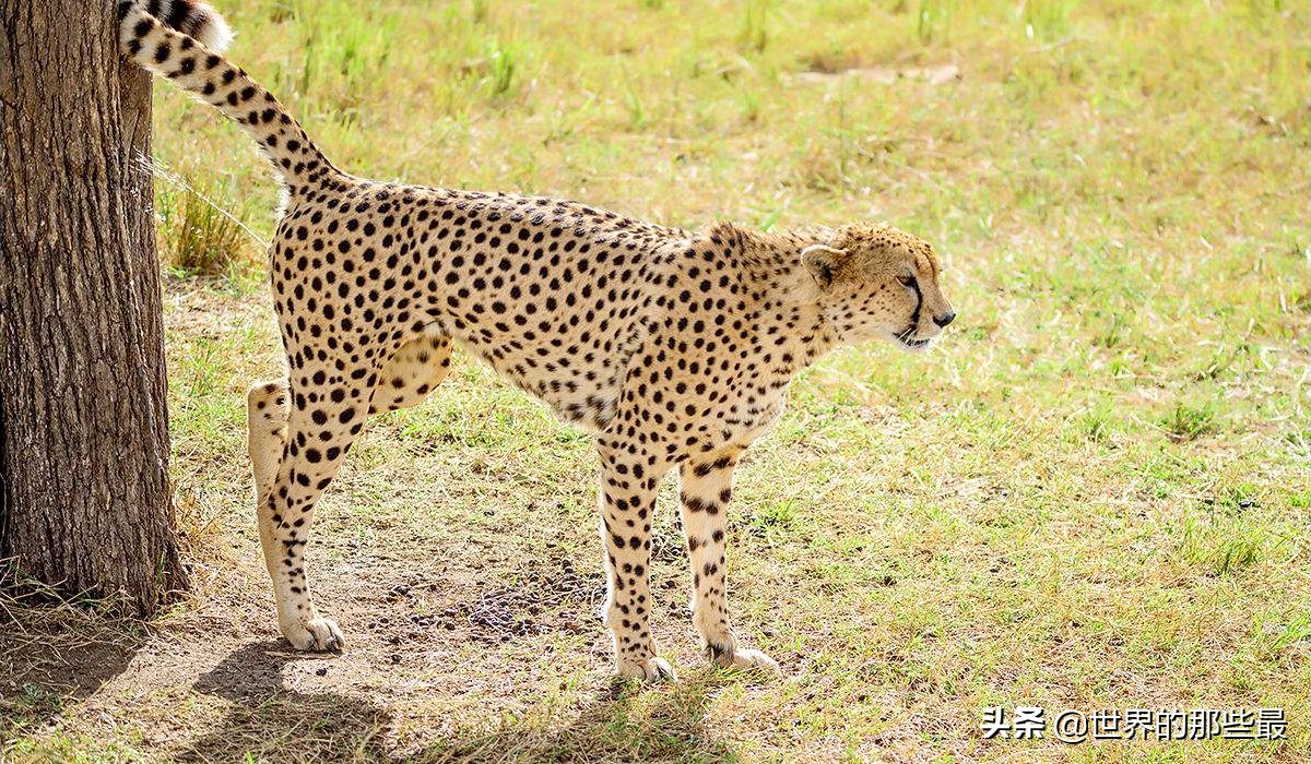 狮子为什么不咬死蜜獾,比狮子还要厉害的蜜獾