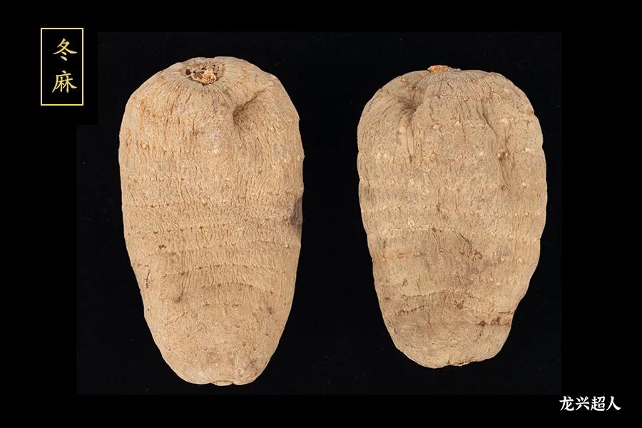 达州道地药材天麻,正宗中药材天麻