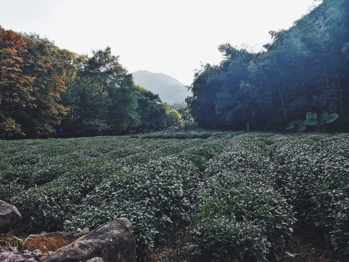 杭州西湖乌镇苏州南京上海攻略,天青色等烟雨乌镇旅游
