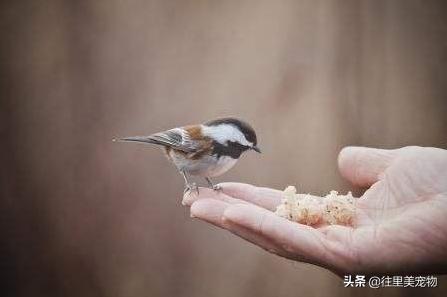 刚刚出壳的小鸟怎么养,刚破壳的小鸟不知道品种怎么喂养