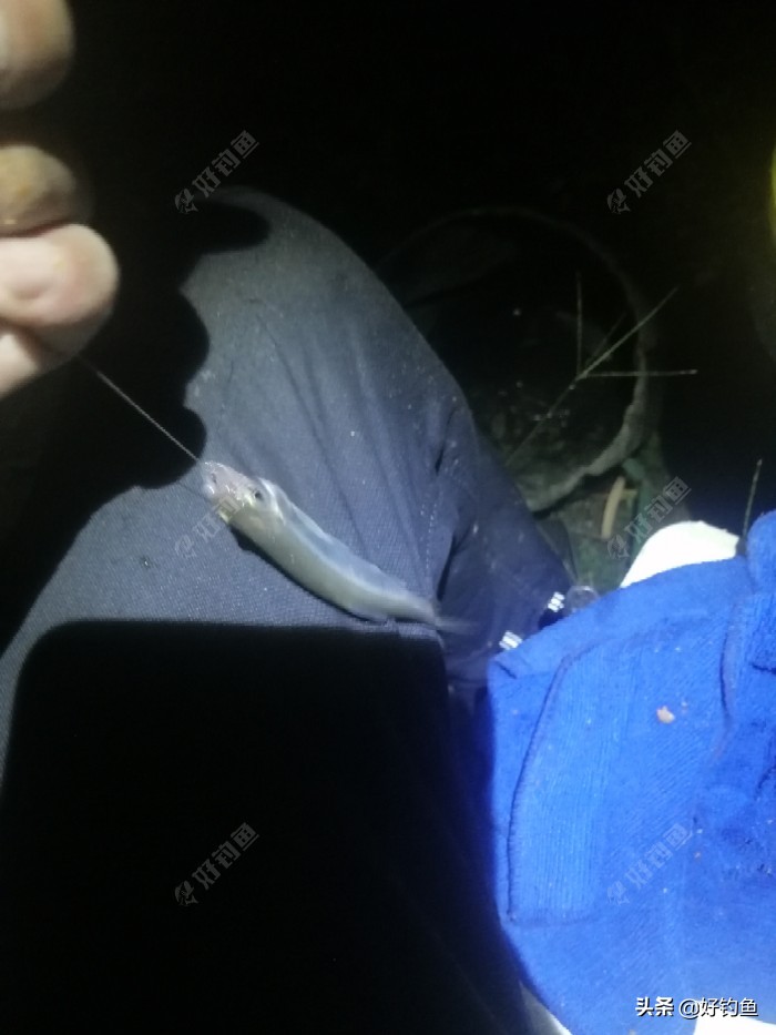 丁香红糖红枣酒,丁香酒钓鲫鱼真实效果