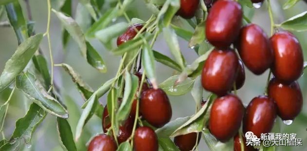 阿拉尔将成为南疆最大的城市,南疆阿拉尔市