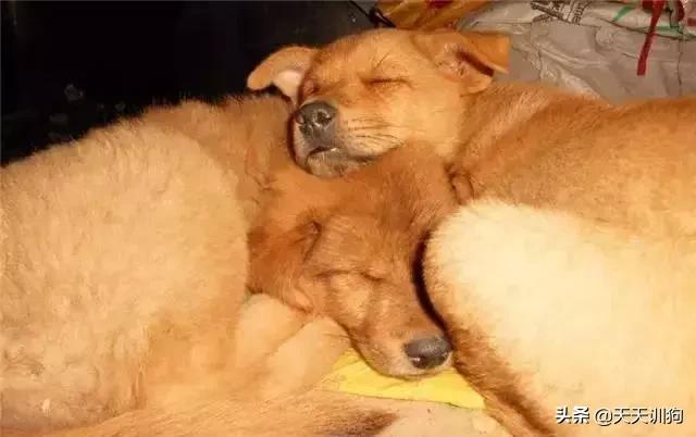 土狗有虫子怎么养,土狗养什么最旺