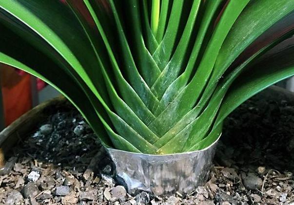 种植花草的营养土是怎么弄出来的,新手养花怎么用营养土最好