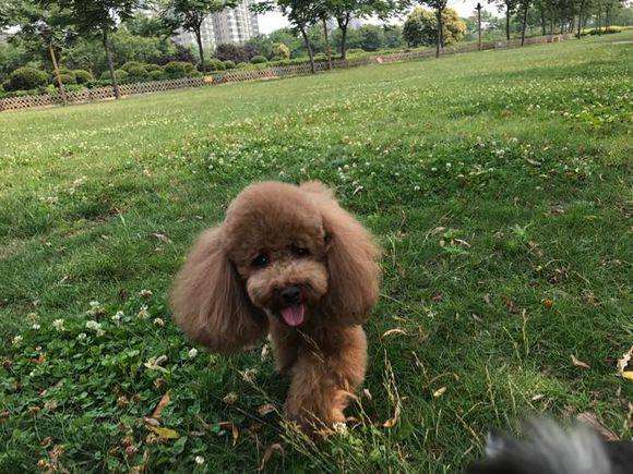 怎样训练泰迪不咬人,泰迪定点大小便训练