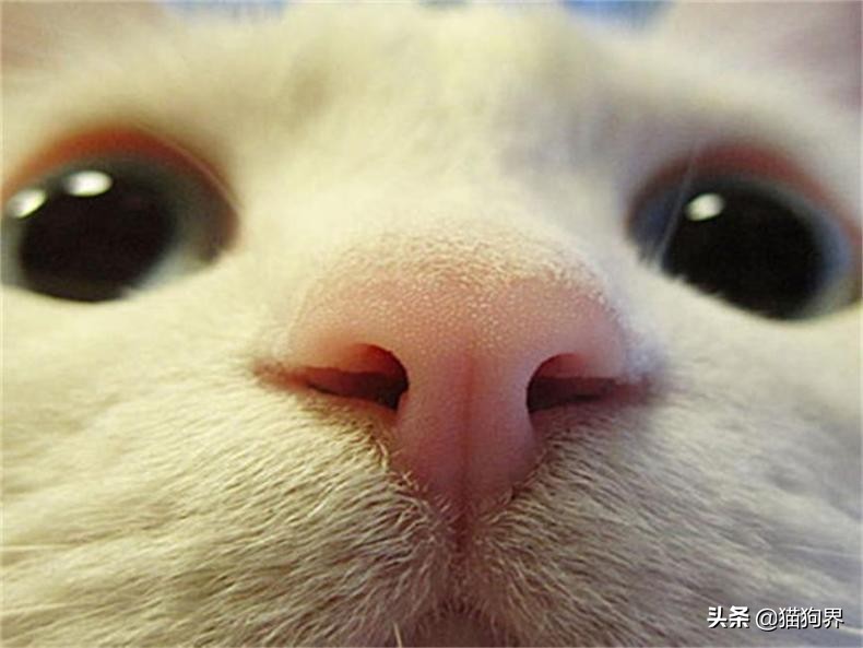 想让猫咪呆在原地,有什么方法有助于猫咪排泄