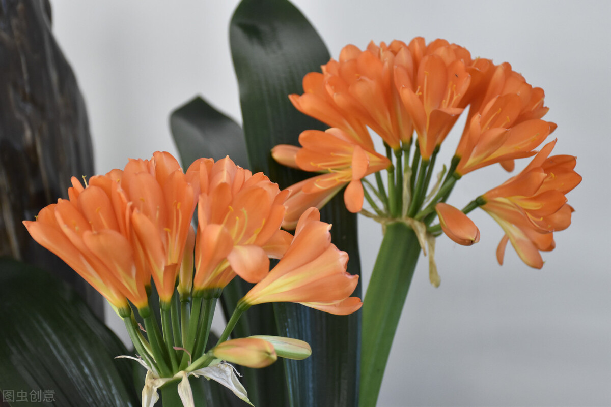 适应在室内养的十种花,天气变凉了花要搬到屋里来吗