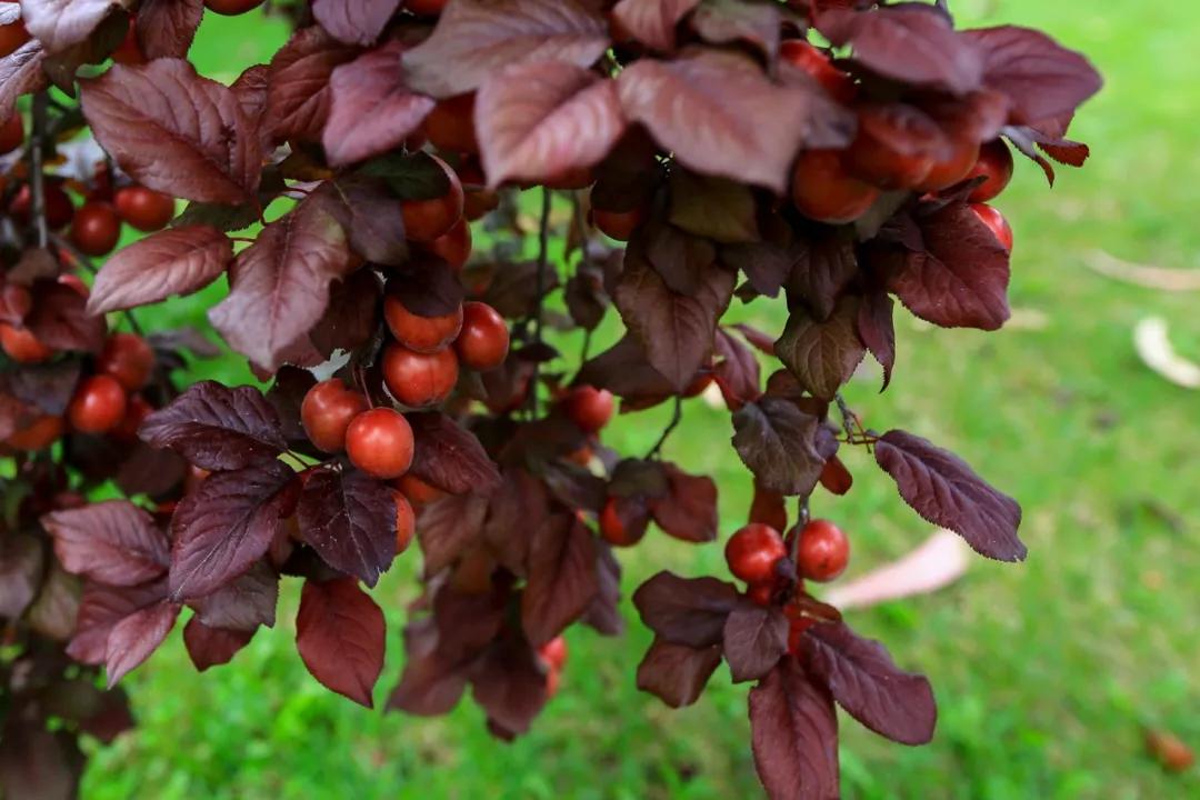 丽江古城轻奢度假庭院,丽江悦榕庄玉龙雪山
