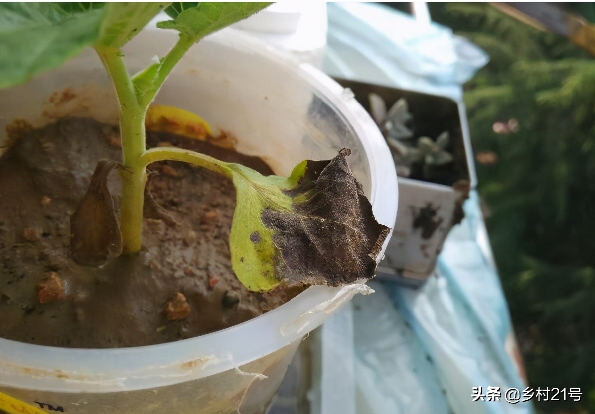 盆栽葫芦总是黄叶是什么原因,小葫芦苗叶子枯萎图片