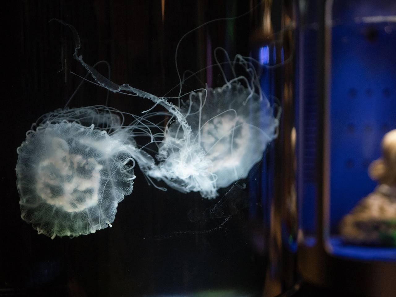 野路子摄影师小渔,松下gx9拍照效果怎么样