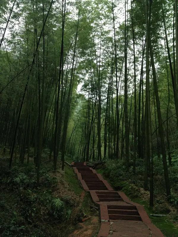 宜宾市长宁蜀南竹海,我的中国行
