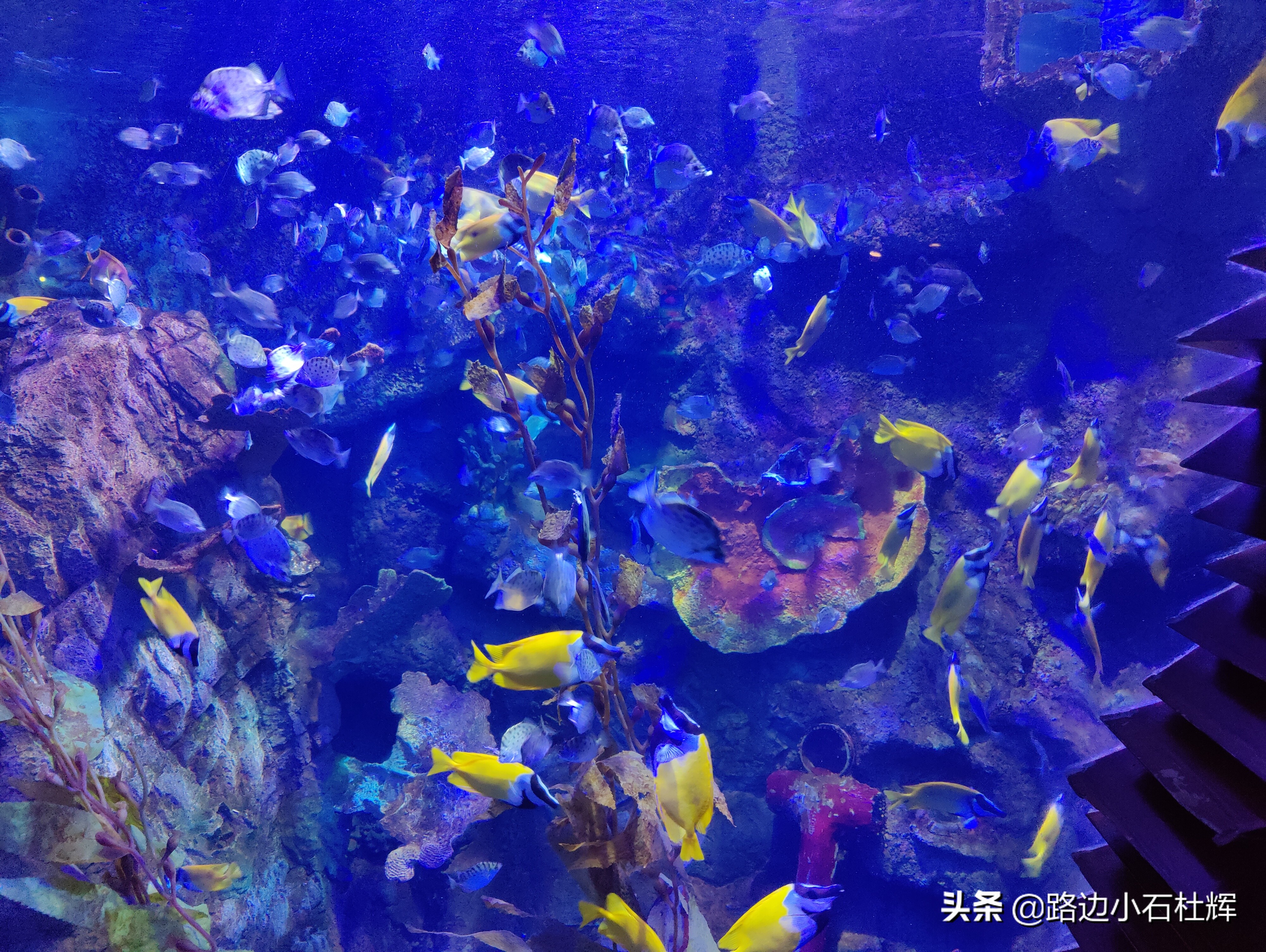 北京海洋馆游玩一览表,北京太平洋海洋馆海底世界