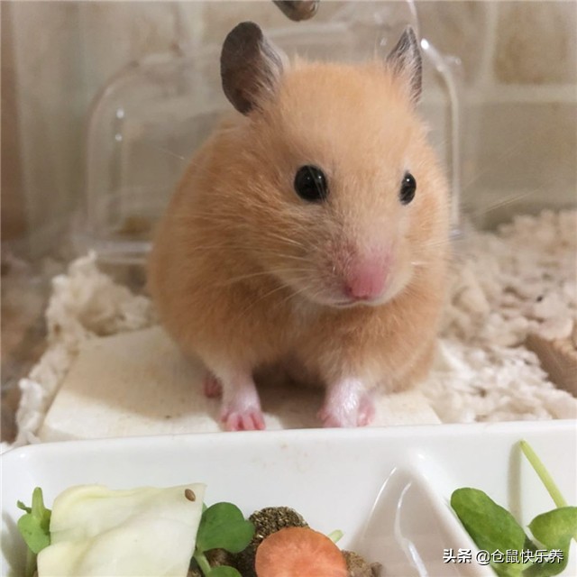 仓鼠因吃的太好而遭羡慕,但鼠鼠却愁容满面,表示菜单该换了