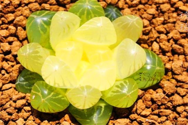 怎么让玉露保持湿润的状态,让玉露快速上色的办法