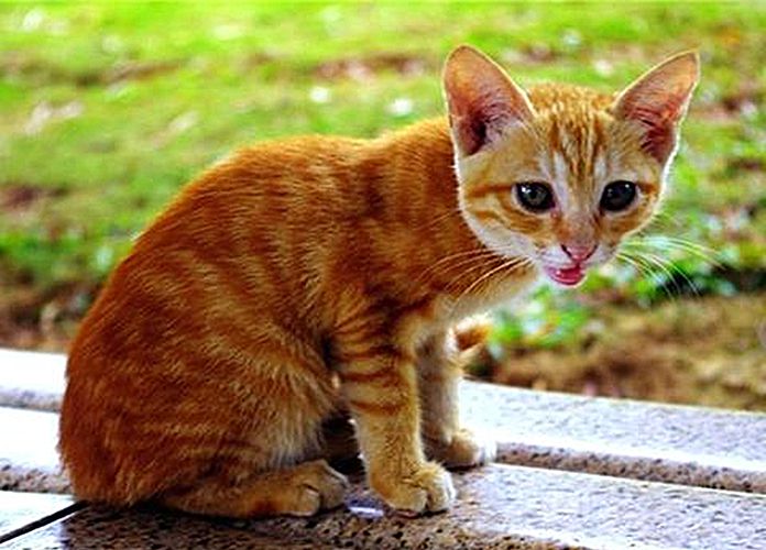 适合家养的猫田园猫,最好养活的猫田园猫