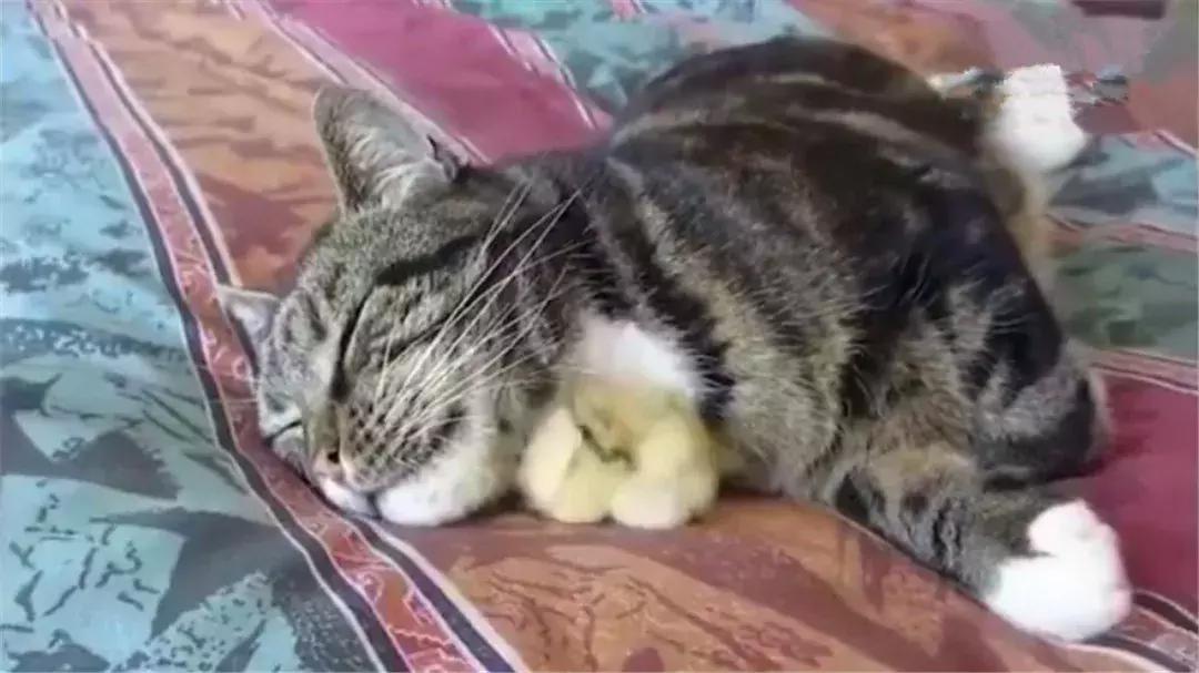猫咪照顾小鸡,猫咪照顾主人尽职尽心