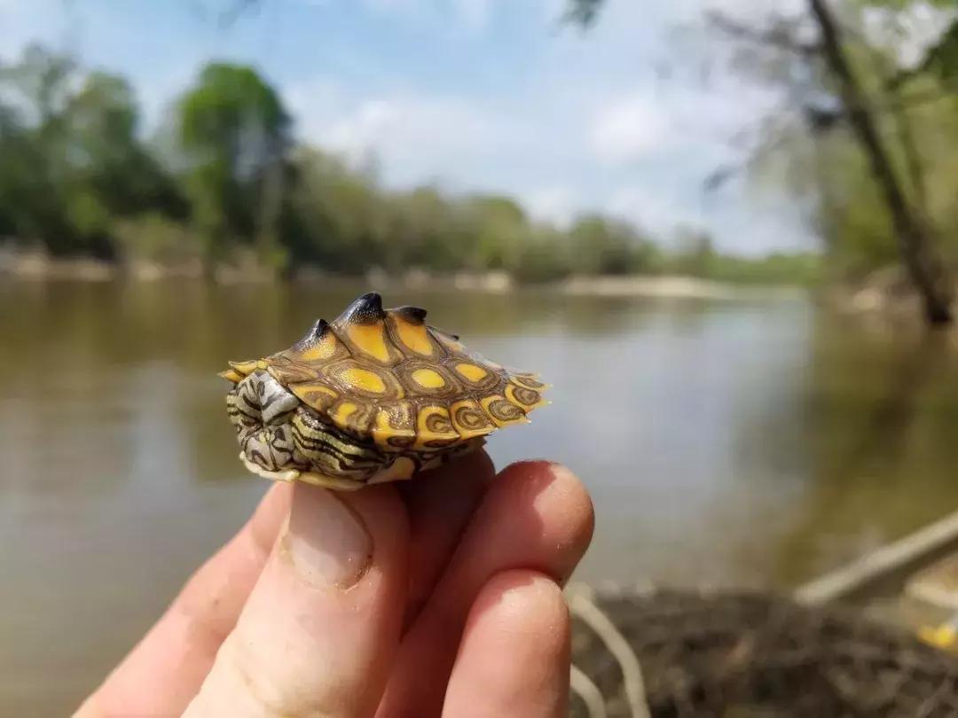地图龟6-7厘米是成年龟吗,地图龟12cm成年了么