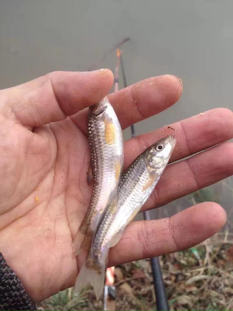 走水无敌小软尾浮漂野钓实战,野钓水深3米走水用吃铅几克浮漂