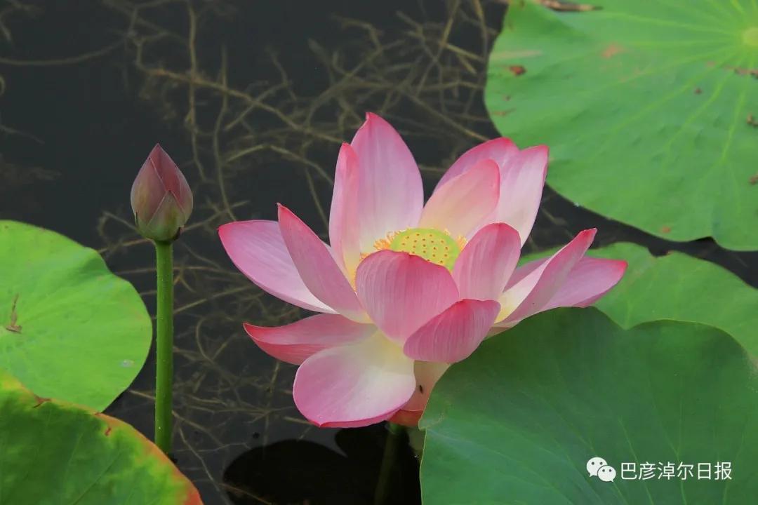 临河植物园景色,临河荷花景区