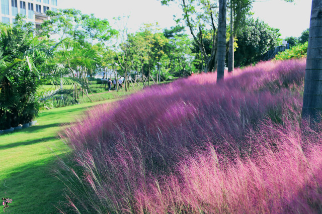 深圳海边最好的公园,深圳有几个靠海的公园