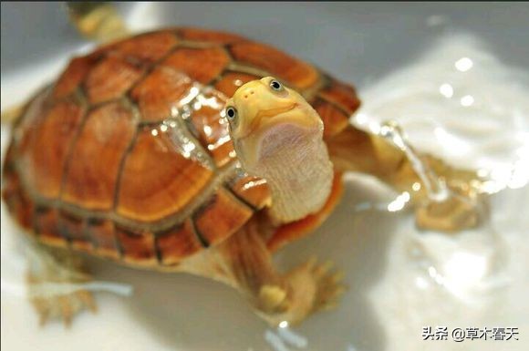 黄喉龟腐甲前期表现,养龟怎么预防腐皮烂甲