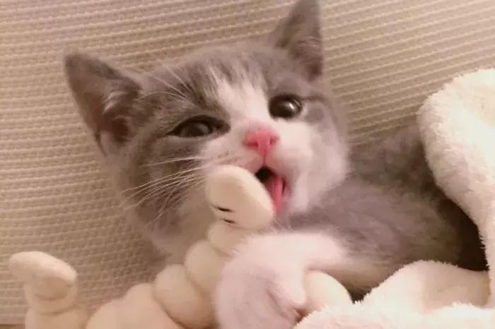 猫咪怀孕怎么去医院检查,猫咪怀孕怎么才知道