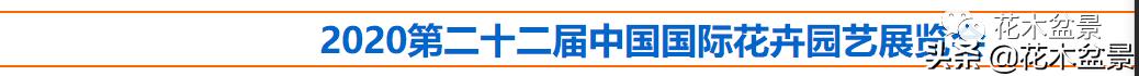 疫情对花艺行业有什么影响,疫情期间盆景怎么处理最好