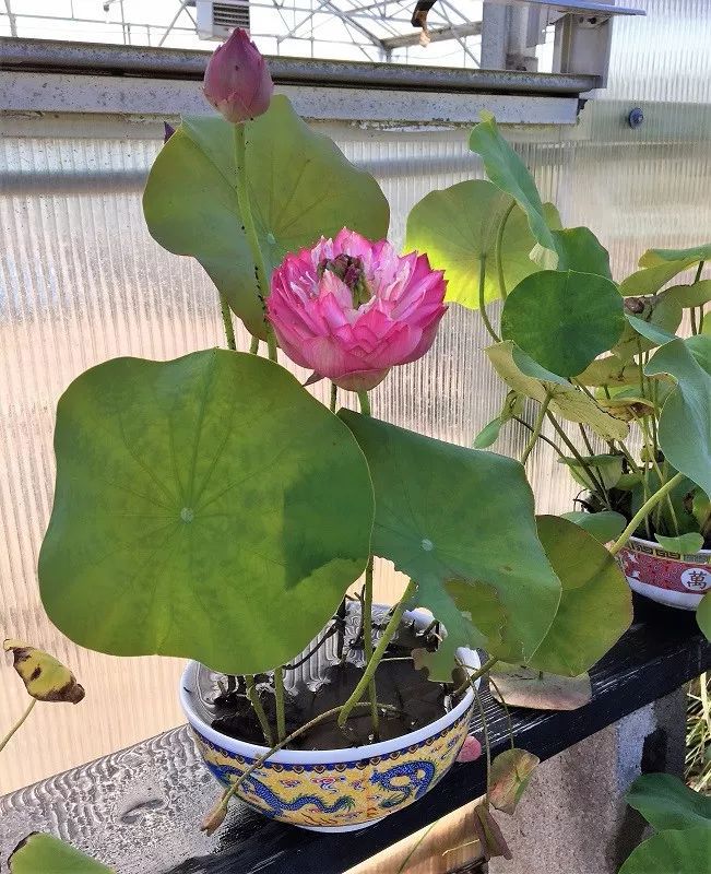 大水缸里面种植荷花,家里有个大水缸适合养哪种荷花