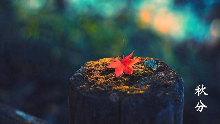 二十四节气秋分,二十四节气秋分养生先养肺