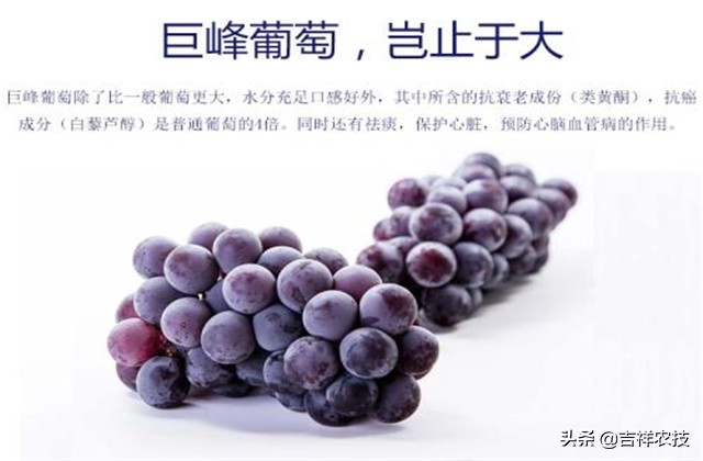 巨峰葡萄种植技术和管理,巨峰葡萄栽培技术全过程