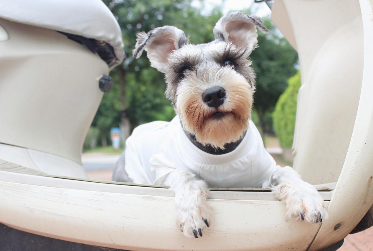 雪纳瑞纯种的为啥还没不纯的好看,刚出生的雪纳瑞怎么看小狗纯不纯