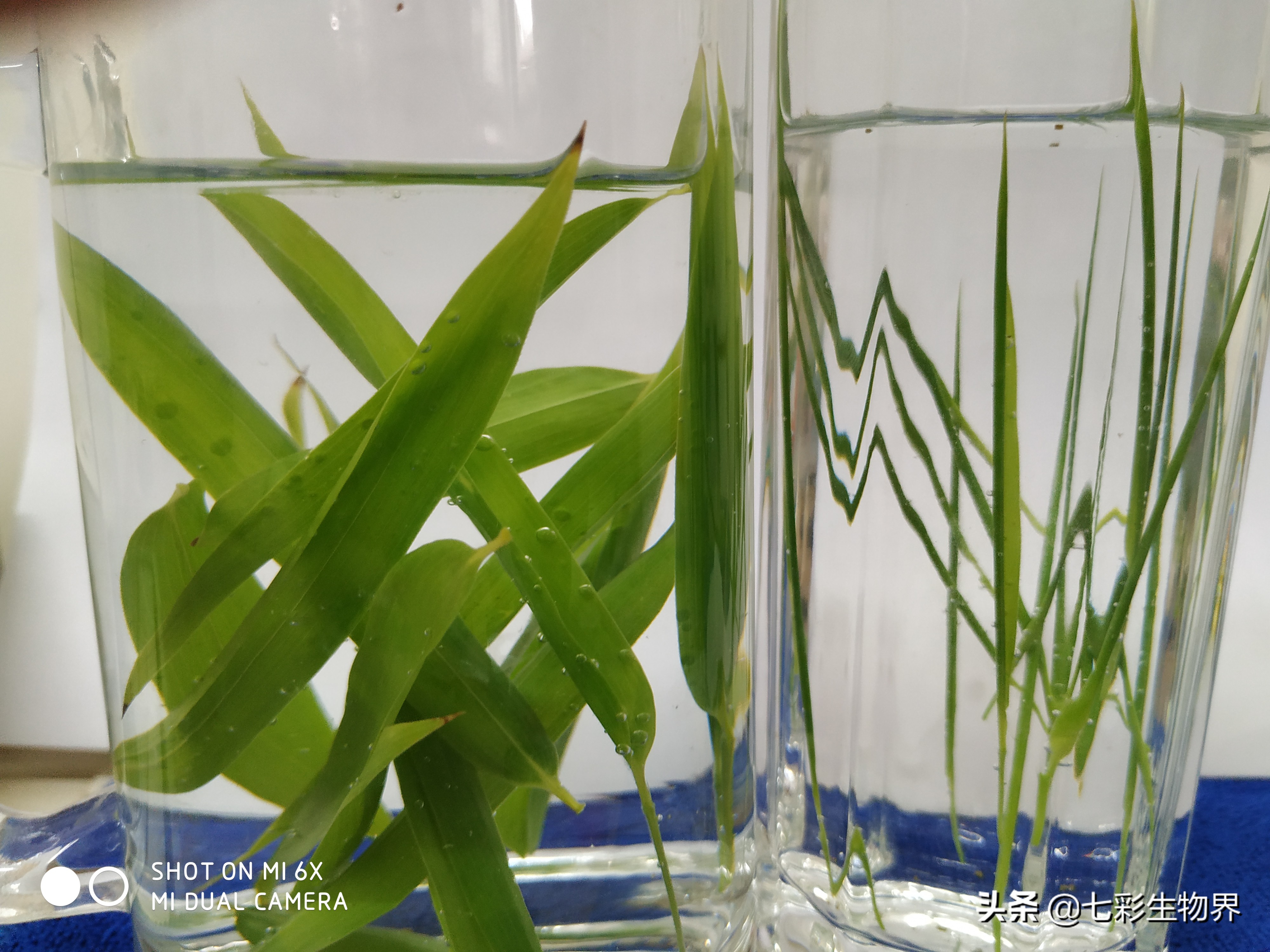 竹叶茶有清热解毒的功效,菊花竹叶茶能去火吗